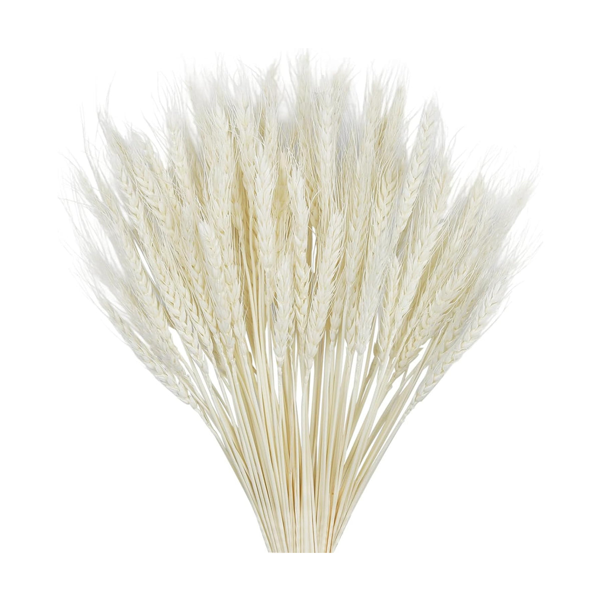 100Stems Dried Wheat Stalks, Natural White