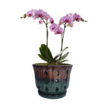 Ceramic Orchid Pot 6'' Orchid Planter (Brown Over Turquoise)
