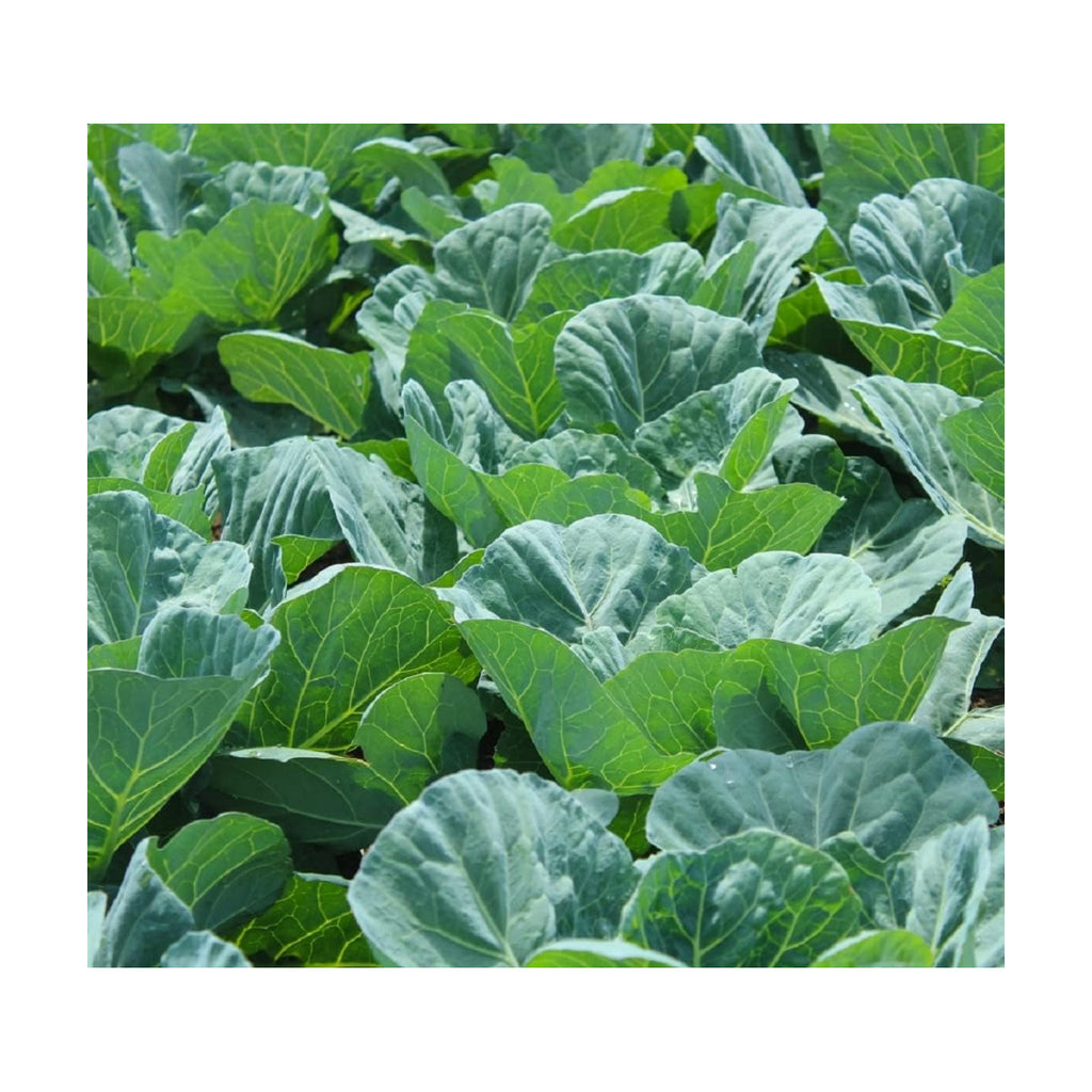 Bulk Collard Green Seeds for Planting - 1 Pound Over 128,000 Heirloom Non-GMO Georgia Southern Collard Seeds - Leafy