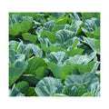 Bulk Collard Green Seeds for Planting - 1 Pound Over 128,000 Heirloom Non-GMO Georgia Southern Collard Seeds - Leafy