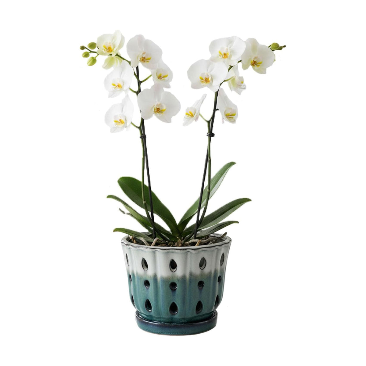 Ceramic Orchid Pot with Holes 6'' Orchid Planter (cream over turquoise)