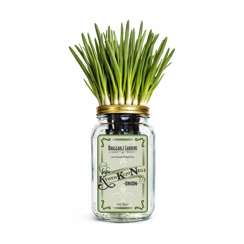 Kyoto Kujo Negi Japanese Green Onion Indoor Garden Kit | Mason Jar Hydroponic, Windowsill Countertop, Grow Fresh Green