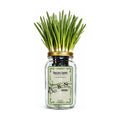 Kyoto Kujo Negi Japanese Green Onion Indoor Garden Kit | Mason Jar Hydroponic, Windowsill Countertop, Grow Fresh Green