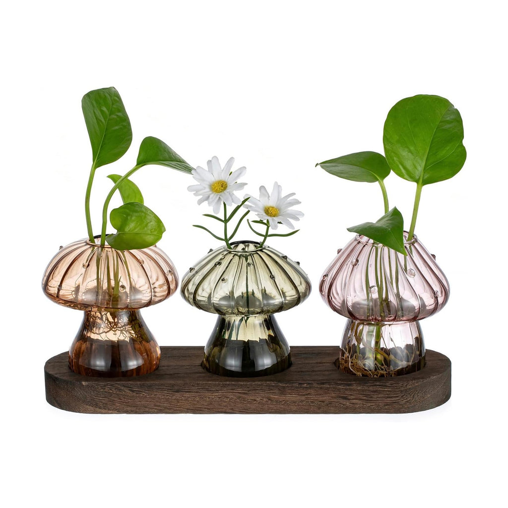 Glasseam Mushroom Plant Propagation Station: 3 Pcs Glass Terrarium Jar | Handmade Small Hydroponic Planter with Wood