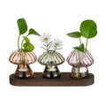 Glasseam Mushroom Plant Propagation Station: 3 Pcs Glass Terrarium Jar | Handmade Small Hydroponic Planter with Wood