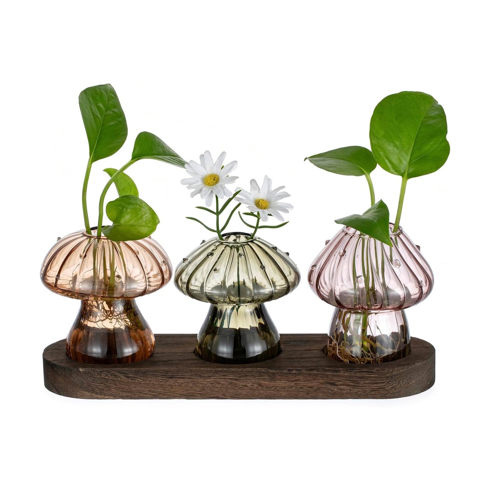 Glasseam Mushroom Plant Propagation Station: 3 Pcs Glass Terrarium Jar | Handmade Small Hydroponic Planter with Wood
