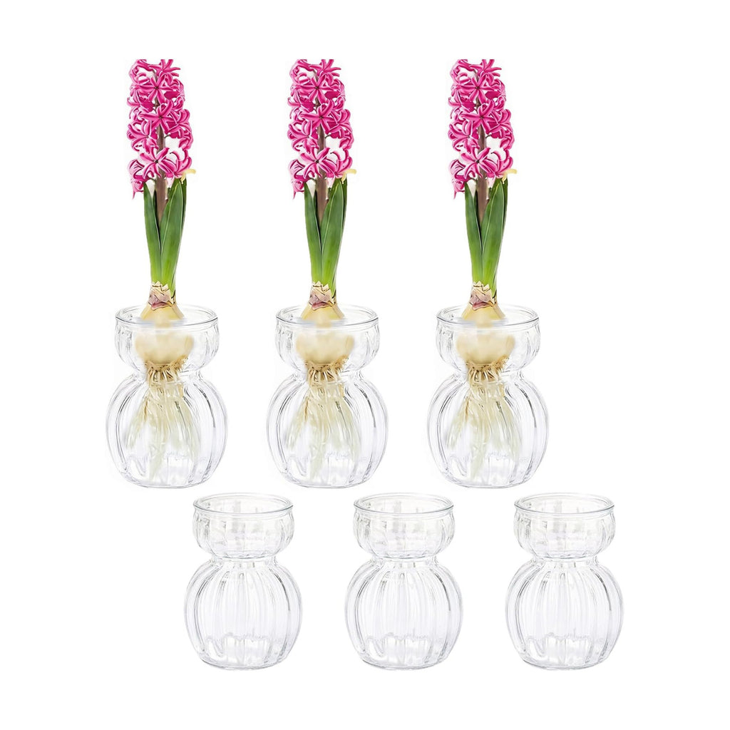 Avocado Hyacinth Bulb Vase 5''(H) Small Vases Table Clear 6pcs Glass