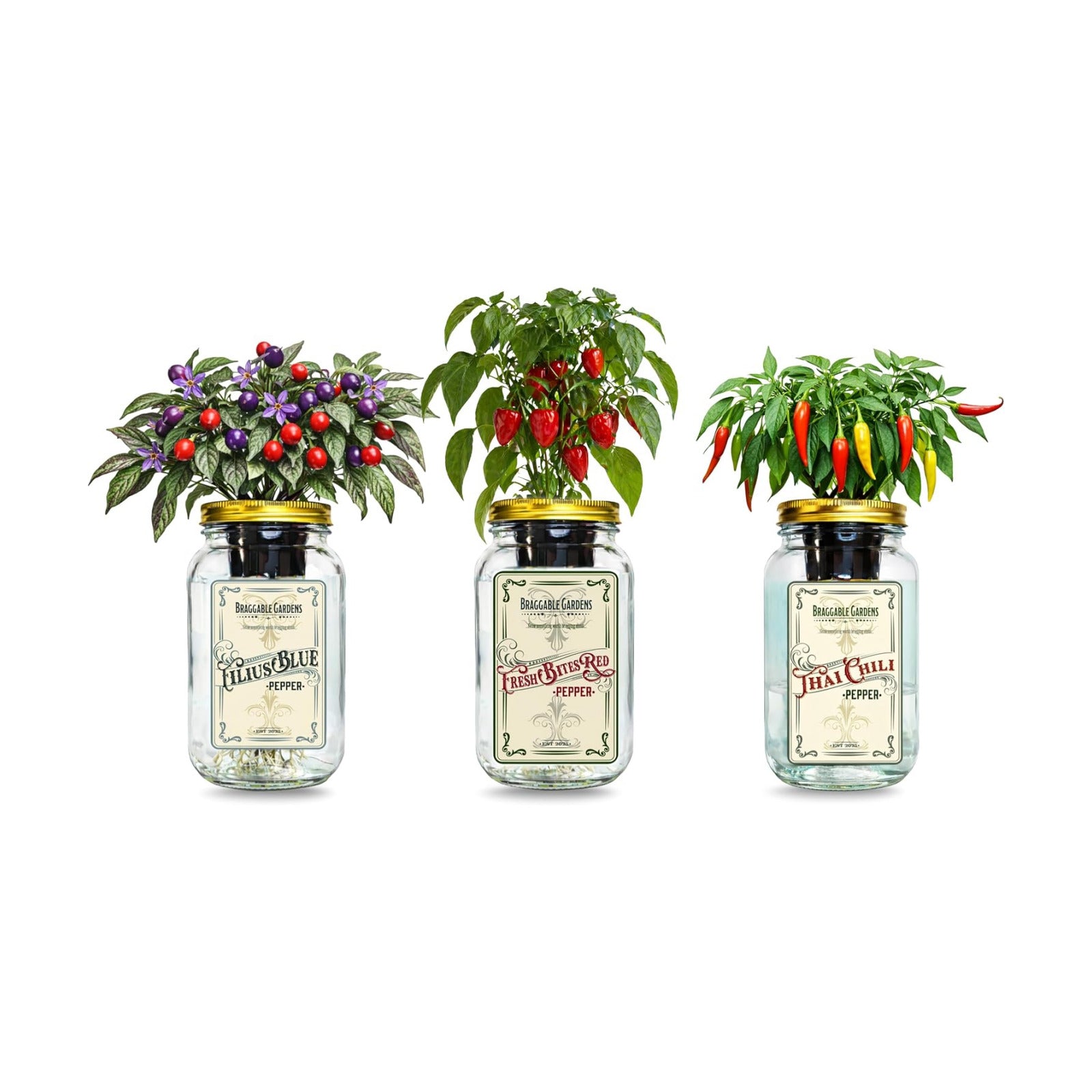 Micro Pepper Mason Jar Garden Kit (3 Pack) – Thai Chili, Filius Blue & Mini Red Bell Pepper – Indoor Hydroponic Pepper