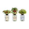 Italian Pizza Garden Mason Jar Kit (3 Pack) – Tiny Tim Tomato, Greek Basil & Mini Red Bell Pepper – Indoor Hydroponic