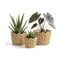 3 Pack Woven Rattan Planter Baskets, Scalloped Planter Baskets with Natural Water Hyacinth, Waterproof Liner, Wicker