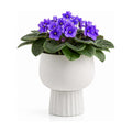 Self Watering Pots for Indoor Plants, 6 Inch Ceramic African Violet Pot