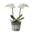 Ceramic Orchid Pot with Drainage Hole 6'' (Mauve Over Cream)