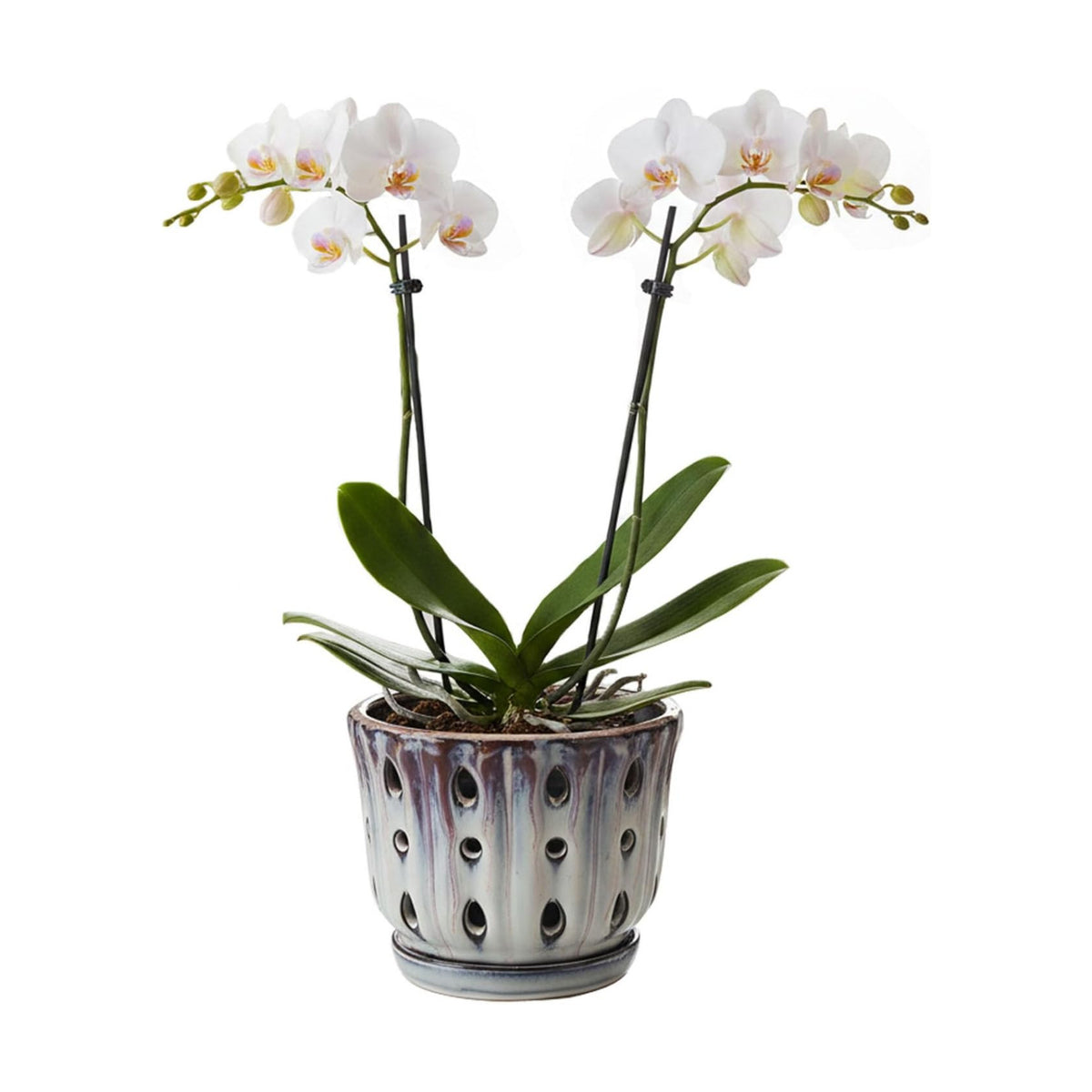 Ceramic Orchid Pot with Drainage Hole 6'' (Mauve Over Cream)
