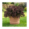 Zeyune 12 Pcs Fall Faux Rose Purple Berry Stem, 14 Inch Sedum Berry Pick