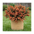 Zeyune 12 Pcs Fall Faux Yellow Orange Berry Stem, 14 Inch Sedum Berry Pick