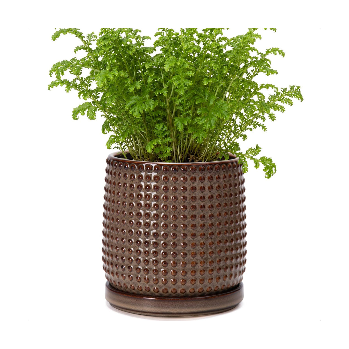 D'vine Dev Beaded Ceramic Pot with Saucer, 6 in, Stone Taupe, 27-C-X-L