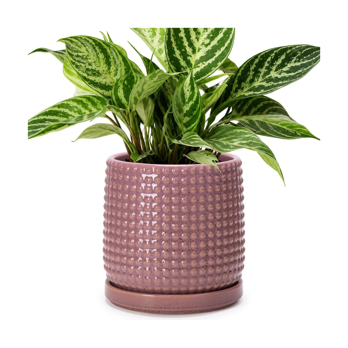 D'vine Dev Beaded Ceramic Pot with Saucer, 6 in, Blush Mauve, 27-C-X-K