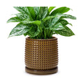 D'vine Dev Beaded Ceramic Pot with Saucer, 6 in, Olive Bronze, 27-C-X-N