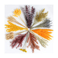 12 Kind Dried Flowers Set - Fall Decor Preserve Flowers Kit