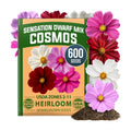 HOME GROWN Sensation Dwarf Mix Cosmos Seeds for Planting, 600 Seeds, Cosmos bipinnatus