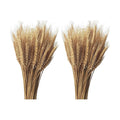 200 Stems Dried Wheat Stalks Natural Wheat Bundle for Home Decor, Crafts (Pack of 2)