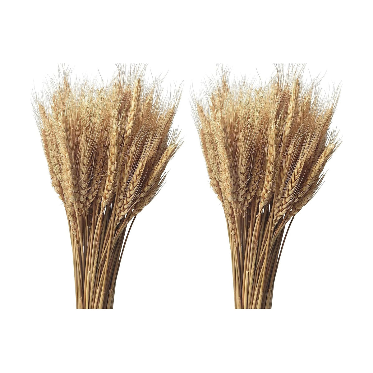 200 Stems Dried Wheat Stalks Natural Wheat Bundle for Home Decor, Crafts (Pack of 2)