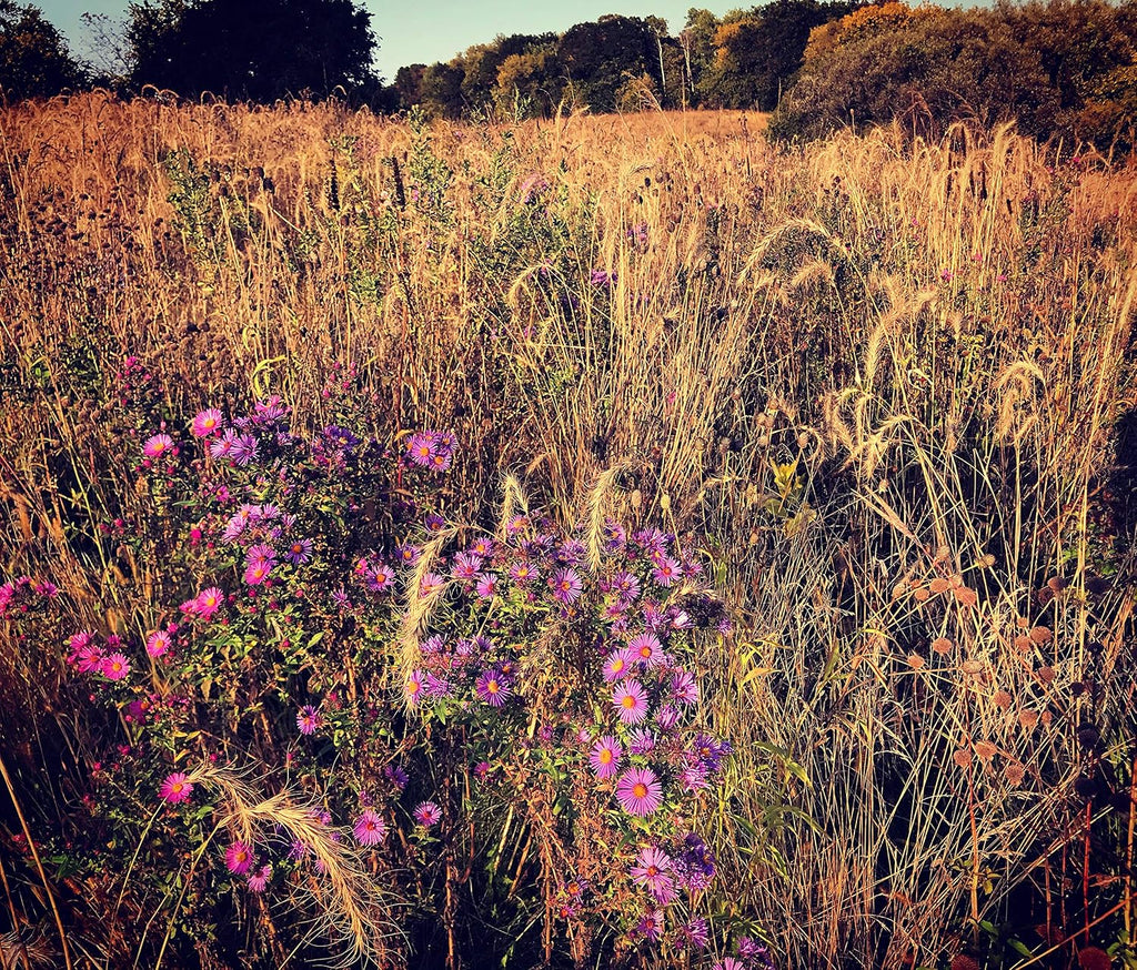 Hale Habitat & Seed Native Grass & Wildflower Refuge, Wildlife & Pollinator Seed Mix, 1/4 Acre