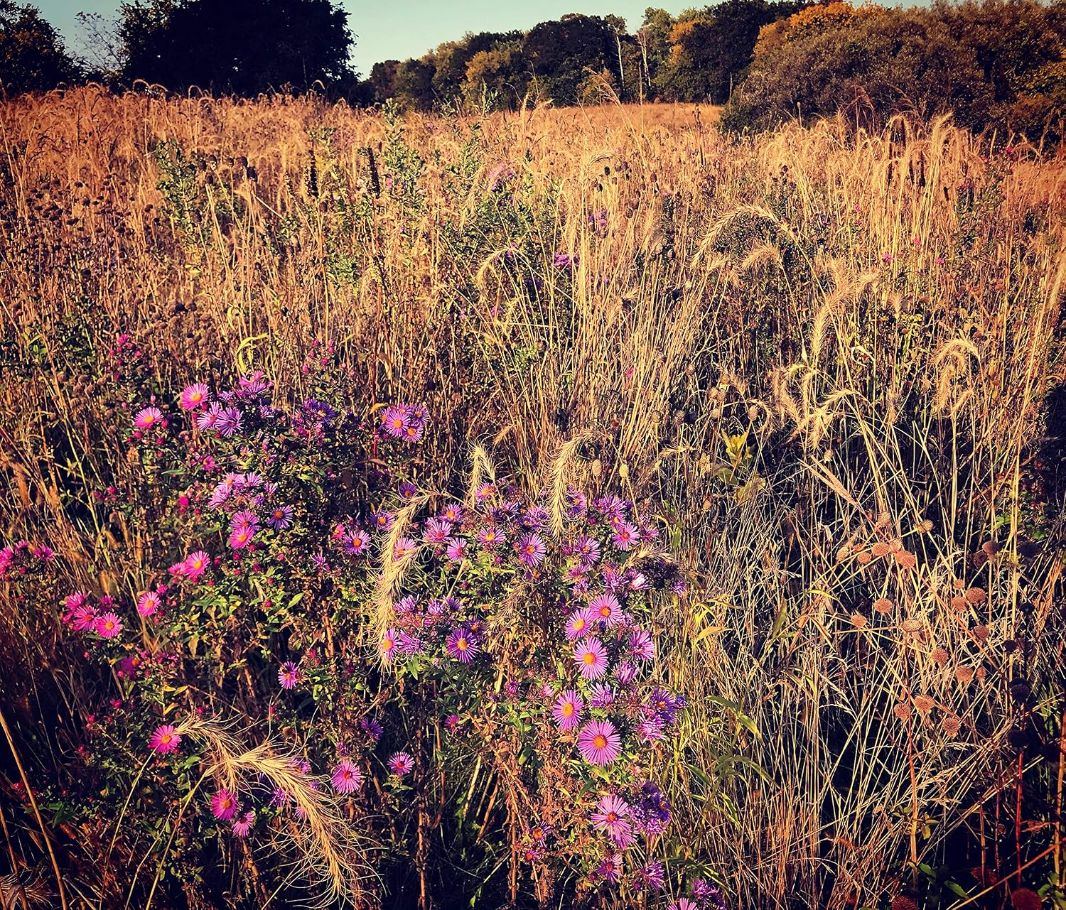 Hale Habitat & Seed Native Grass & Wildflower Refuge, Wildlife & Pollinator Seed Mix, 1/4 Acre